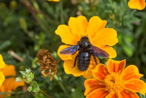 Xylocopa sp.